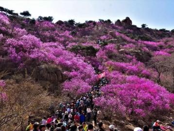 济南出发青岛2日自驾游：西海岸大珠山-唐岛湾赏花休闲2日山东周末自驾游