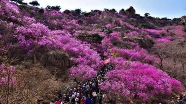 济南出发青岛2日自驾游：西海岸大珠山-唐岛湾赏花休闲2日山东周末自驾游-推荐