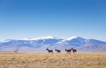 西寧集合可可西里-三江源8日自駕青海秘境：昆侖山-勒巴溝-翡翠湖-萬(wàn)丈鹽橋8日自駕游-游推薦