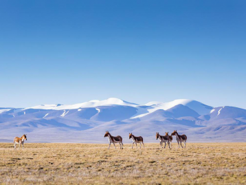 西宁集合可可西里-三江源8日自驾青海秘境：昆仑山-勒巴沟-翡翠湖-万丈盐桥8日自驾游