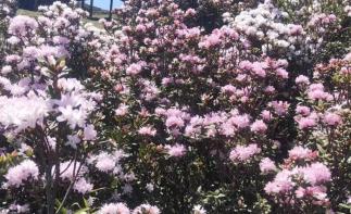 成都出发毕节杜鹃花3日自驾：慕俄格古城-百里杜鹃花-大方3日赏花自驾游自驾游