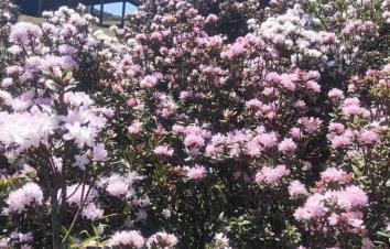 成都出发毕节杜鹃花3日自驾：慕俄格古城-百里杜鹃花-大方3日赏花自驾游-游推荐