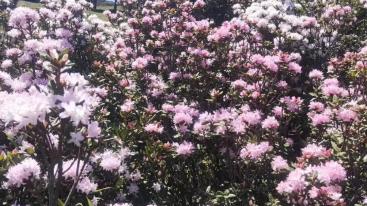 成都出发毕节杜鹃花3日自驾：慕俄格古城-百里杜鹃花-大方3日赏花自驾游-推荐