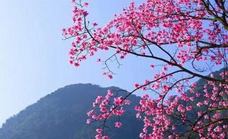 成都周邊2日踏青賞花：九皇山猿王洞-辛夷花林2日自駕游自駕游