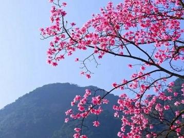 成都周邊2日踏青賞花：九皇山猿王洞-辛夷花林2日自駕游