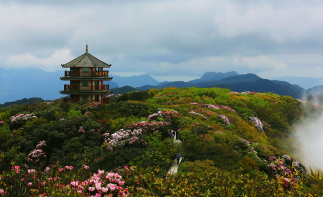 重庆周边自驾游：金佛山泡温泉-欣赏高山杜鹃花-金佛山4日自驾游自驾游