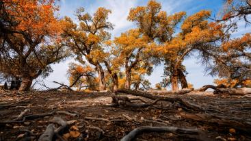 成都出发西北额济纳11日自驾游：额济纳旗-壶口瀑布-镇北堡影视城-嘉峪关-张掖丹霞11日赏秋自驾-推荐
