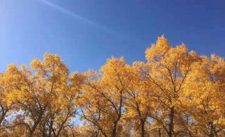 北京出發(fā)額濟(jì)納8日西北自駕游：胡楊林-居延海-西夏王陵-西部影城8日自駕游自駕游