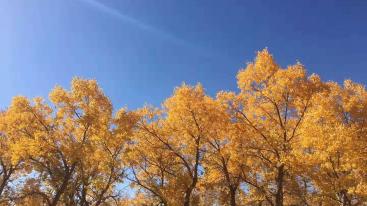 北京出发额济纳8日西北自驾游：胡杨林-居延海-西夏王陵-西部影城8日自驾游-推荐