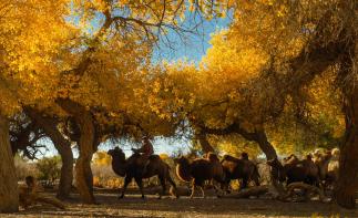 成都出發(fā)額濟(jì)納旗8.5日自駕：壺口瀑布-鎮(zhèn)北堡影視城-額濟(jì)納旗胡楊林-居延海日出8.5日環(huán)線自駕自駕游