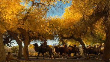 成都出发额济纳旗8.5日自驾：壶口瀑布-镇北堡影视城-额济纳旗胡杨林-居延海日出8.5日环线自驾-推荐