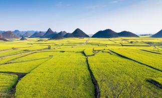 成都出發(fā)云南7日攝影：羅平油菜花-壩美-普者黑-元陽梯田-建水7日攝影旅拍自駕游