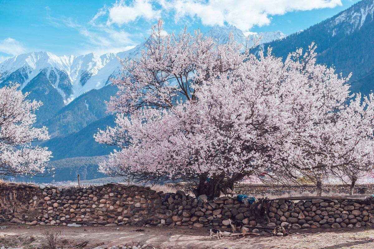 成都出发林芝桃花17日自驾：丁真家乡-金川梨花-墨石公园-来古冰川-雅鲁藏布江-布宫大昭寺-羊湖-纳自驾游