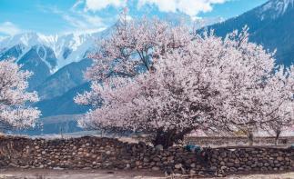 成都出發(fā)林芝桃花17日自駕：丁真家鄉(xiāng)-金川梨花-墨石公園-來古冰川-雅魯藏布江-布宮大昭寺-羊湖-納自駕游