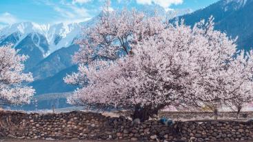 成都出发林芝桃花17日自驾：丁真家乡-金川梨花-墨石公园-来古冰川-雅鲁藏布江-布宫大昭寺-羊湖-纳-推荐