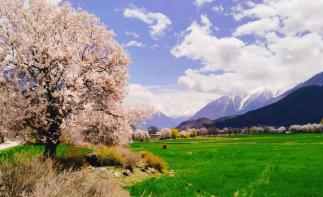成都出發(fā)西藏桃花節(jié)：林芝桃花-波密桃花溝-新都橋-高城理塘-拉薩-羊湖-納木措-青藏線15日自駕自駕游