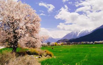 成都出发西藏桃花节：林芝桃花-波密桃花沟-新都桥-高城理塘-拉萨-羊湖-纳木措-青藏线15日自驾-游推荐