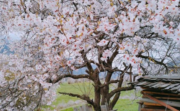 成都出发西藏桃花节：林芝桃花-波密桃花沟-新都桥-高城理塘-拉萨-羊湖11日自驾游
