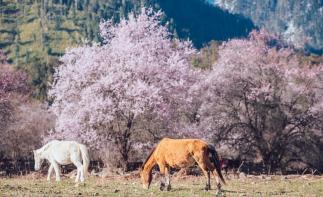 拉薩集結(jié)看林芝桃花7日落地自駕：波密桃花溝-嘎隆拉冰川-雅魯藏布江大峽谷-巴松措-嘎拉桃花村7日自駕自駕游