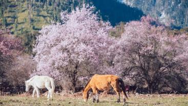 拉萨集结看林芝桃花7日落地自驾：波密桃花沟-嘎隆拉冰川-雅鲁藏布江大峡谷-巴松措-嘎拉桃花村7日自驾-推荐