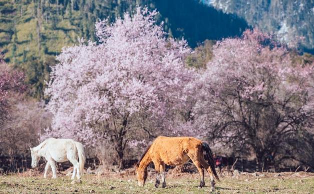 拉萨集结看林芝桃花7日落地自驾：波密桃花沟-嘎隆拉冰川-雅鲁藏布江大峡谷-巴松措-嘎拉桃花村7日自驾