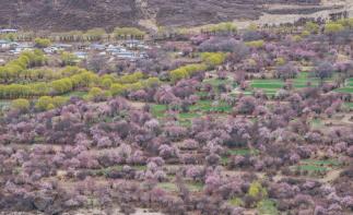 北京出發(fā)西藏26日自駕游：賞桃花-秘境墨脫-珠峰-羊卓雍措-納木錯(cuò)26日自駕游自駕游