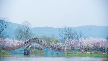 山东出发江苏赏花4日游：太湖鼋头渚の樱花-拈花湾禅意小镇-兴化跺田花海4日游-推荐