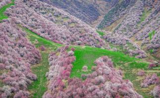 乌鲁木齐集合伊犁看杏花7日自驾：赛里木湖-中华福寿山杏花-吐尔根杏花沟-那拉提空中草原7日落地租车自自驾游