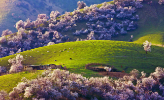 烏魯木齊集合北疆伊犁13日賞櫻花自駕：喀納斯-禾木-賽里木湖-喀拉峻草原-吐?tīng)柛踊?庫(kù)木塔格沙漠自駕游