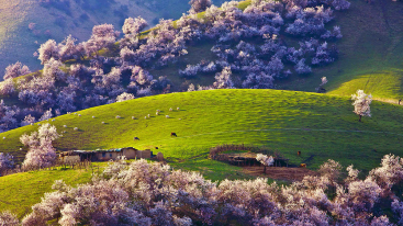 乌鲁木齐集合北疆伊犁13日赏樱花自驾：喀纳斯-禾木-赛里木湖-喀拉峻草原-吐尔根杏花沟-库木塔格沙漠-推荐