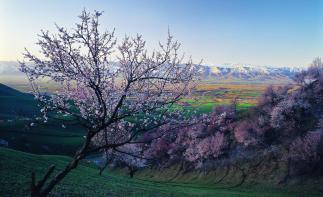 【伊犁花香】乌鲁木齐起止6日落地自驾：独山子大峡谷-赛里木湖-大西沟-喀赞其民俗园-吐尔根杏花沟-那自驾游