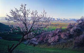 【伊犁花香】烏魯木齊起止6日落地自駕：獨山子大峽谷-賽里木湖-大西溝-喀贊其民俗園-吐爾根杏花溝-那-游推薦