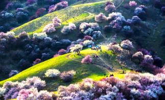 山東出發(fā)自駕新疆20日游：新疆帕米爾高原-盤龍古道-天山秘境-伊犁杏花溝杏花有約20日游自駕游