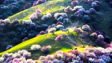 山东出发自驾新疆20日游：新疆帕米尔高原-盘龙古道-天山秘境-伊犁杏花沟杏花有约20日游-推荐