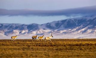 西寧集結(jié)可可西里9日自駕游：青海湖-翡翠湖-萬丈鹽橋-可可西里-黃河源頭-文成公主廟-三江源保護區(qū)9自駕游