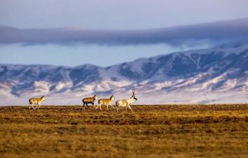 西宁集结可可西里9日自驾游：青海湖-翡翠湖-万丈盐桥-可可西里-黄河源头-文成公主庙-三江源保护区9-游推荐