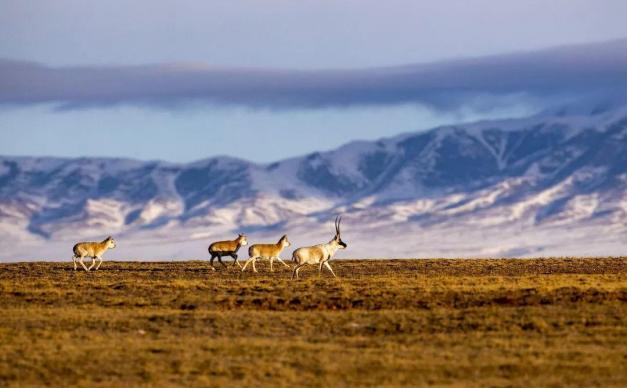 西宁集结可可西里9日自驾游：青海湖-可可西里-黄河源头-文成公主庙-三江源保护区9日深度自驾游
