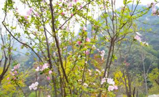 北京周边2日自驾游：五岳寨-漫山花溪谷河北2日自驾游自驾游