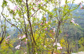 北京周边2日自驾游：五岳寨-漫山花溪谷河北2日自驾游-游推荐