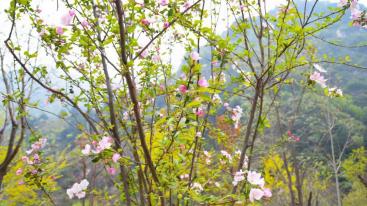 北京周边2日自驾游：五岳寨-漫山花溪谷河北2日自驾游-推荐