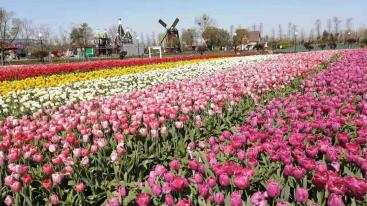 北京出发苏州山东7日自驾游：压油沟-苏州国际博览中心-高邮湖-荷兰花海7日自驾游-推荐