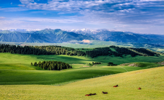 因何而來自駕游