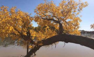 北京出發(fā)額濟(jì)納國慶9日自駕游：胡楊林-居延海-策克口岸-黑水城-冰溝丹霞-沙坡頭9日自駕游自駕游