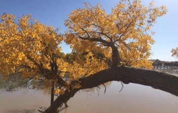 北京出發(fā)額濟(jì)納國(guó)慶9日自駕游：胡楊林-居延海-策克口岸-黑水城-冰溝丹霞-沙坡頭9日自駕游-游推薦