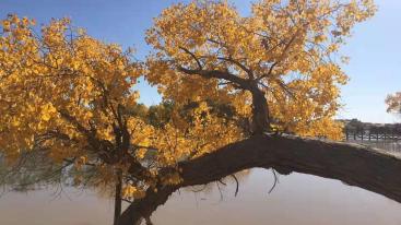 北京出发额济纳国庆9日自驾游：胡杨林-居延海-策克口岸-黑水城-冰沟丹霞-沙坡头9日自驾游-推荐