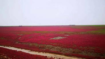 北京出发东北4日自驾游：兴城古城-红海滩国家风景廊道-大黑山国家森林公园4日自驾游-推荐