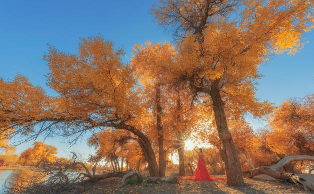 【错峰出行】兰州集结看额济纳旗胡杨林：金秋胡杨-额济纳旗-居延海-张掖丹霞地貌-镇北堡影视城8日自驾游