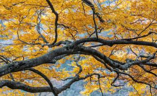 成都出發(fā)光霧山紅葉3日自駕：恩陽(yáng)古鎮(zhèn)-光霧山十八月潭-米倉(cāng)山森林公園3日賞秋自駕游自駕游