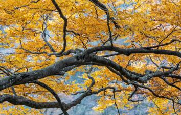 成都出发光雾山红叶3日自驾：恩阳古镇-光雾山十八月潭-米仓山森林公园3日赏秋自驾游-游推荐