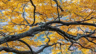 成都出发光雾山红叶3日自驾：恩阳古镇-光雾山十八月潭-米仓山森林公园3日赏秋自驾游-推荐